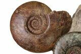 Tall, Jurassic Ammonite (Hammatoceras) Display - France #227080-2